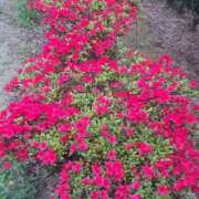 ヒメ日記 2025/04/21 20:42 投稿 さえか 横浜ミセスアロマ（ユメオト）