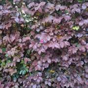 ヒメ日記 2025/04/22 16:16 投稿 さえか 横浜ミセスアロマ（ユメオト）