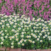 ヒメ日記 2025/04/24 16:07 投稿 さえか 横浜ミセスアロマ（ユメオト）