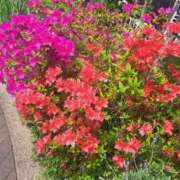 ヒメ日記 2025/04/25 14:16 投稿 さえか 横浜ミセスアロマ（ユメオト）