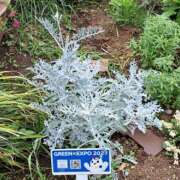 ヒメ日記 2025/05/09 14:47 投稿 さえか 横浜ミセスアロマ（ユメオト）