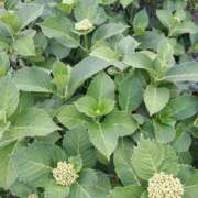 ヒメ日記 2025/05/18 12:10 投稿 さえか 横浜ミセスアロマ（ユメオト）