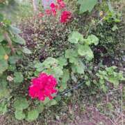 ヒメ日記 2025/05/23 16:33 投稿 さえか 横浜ミセスアロマ（ユメオト）