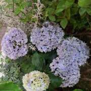 ヒメ日記 2025/05/25 20:33 投稿 さえか 横浜ミセスアロマ（ユメオト）