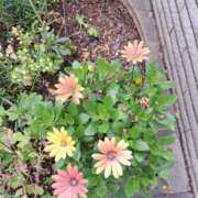 ヒメ日記 2025/05/26 19:25 投稿 さえか 横浜ミセスアロマ（ユメオト）