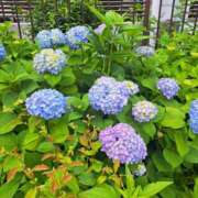 ヒメ日記 2025/06/02 14:26 投稿 さえか 横浜ミセスアロマ（ユメオト）