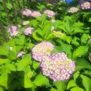 ヒメ日記 2025/06/05 14:53 投稿 さえか 横浜ミセスアロマ（ユメオト）