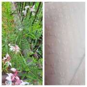 ヒメ日記 2025/06/08 13:16 投稿 さえか 横浜ミセスアロマ（ユメオト）