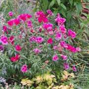 ヒメ日記 2025/06/10 14:32 投稿 さえか 横浜ミセスアロマ（ユメオト）