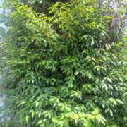 ヒメ日記 2025/06/15 12:31 投稿 さえか 横浜ミセスアロマ（ユメオト）