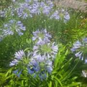 ヒメ日記 2025/06/29 12:11 投稿 さえか 横浜ミセスアロマ（ユメオト）