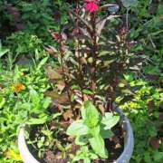 ヒメ日記 2025/07/04 14:36 投稿 さえか 横浜ミセスアロマ（ユメオト）