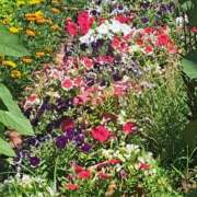 ヒメ日記 2025/07/10 15:14 投稿 さえか 横浜ミセスアロマ（ユメオト）