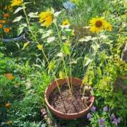 ヒメ日記 2025/07/24 15:28 投稿 さえか 横浜ミセスアロマ（ユメオト）