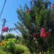 ヒメ日記 2025/07/28 15:17 投稿 さえか 横浜ミセスアロマ（ユメオト）