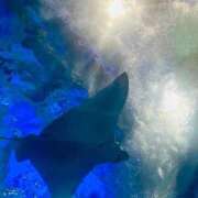 ヒメ日記 2025/05/17 05:05 投稿 せな 宮崎ちゃんこ都城店