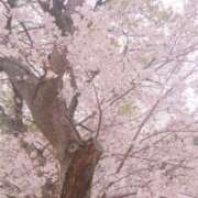 ヒメ日記 2025/04/05 17:43 投稿 くるみ cocoro