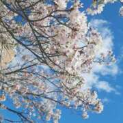 ヒメ日記 2025/04/13 20:43 投稿 くるみ cocoro