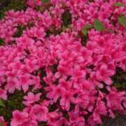 ヒメ日記 2025/05/19 10:03 投稿 くるみ cocoro