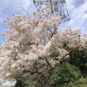 ヒメ日記 2025/04/05 17:33 投稿 なの 川崎・東横人妻城