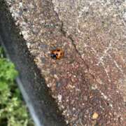 ヒメ日記 2025/04/20 15:48 投稿 なの 川崎・東横人妻城