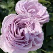 ヒメ日記 2025/05/16 12:31 投稿 菊池ほたる マダムと紳士