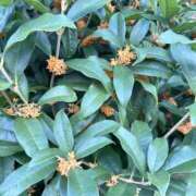 ヒメ日記 2025/11/04 14:21 投稿 菊池ほたる マダムと紳士