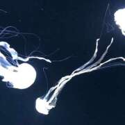 ヒメ日記 2025/01/12 22:10 投稿 もえ カワサキEROTIC（ソープランド）