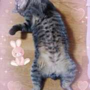 きてぃ きてぃの彼氏🐹 熟女家 堺東店