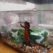 ヒメ日記 2026/04/07 18:17 投稿 きてぃ 熟女家 堺東店