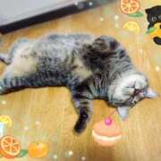 きてぃ きてぃのダーリン🐹💓 熟女家 堺東店