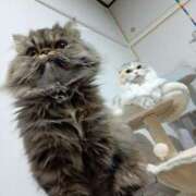 ヒメ日記 2025/02/21 17:41 投稿 七宮～NANAMIYA～ BBW大宮店