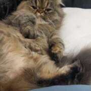 ヒメ日記 2025/03/07 10:57 投稿 七宮～NANAMIYA～ BBW大宮店