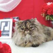 ヒメ日記 2025/05/03 02:51 投稿 七宮～NANAMIYA～ BBW大宮店