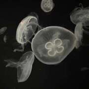 ヒメ日記 2025/02/07 17:13 投稿 さよ Hip's千葉駅前店