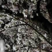 ヒメ日記 2026/04/06 18:21 投稿 れい エデン