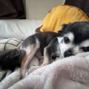 ヒメ日記 2025/03/29 06:49 投稿 えみ 一夜妻