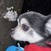 ヒメ日記 2025/04/09 07:19 投稿 えみ 一夜妻