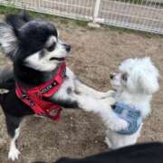 ヒメ日記 2025/04/24 11:14 投稿 えみ 一夜妻