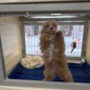 ヒメ日記 2025/11/02 16:29 投稿 えみ 一夜妻