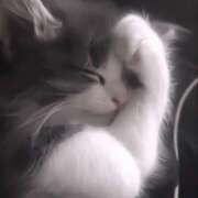 ヒメ日記 2025/12/06 04:07 投稿 ネル 五反田ハートショコラ（シンデレラグループ）