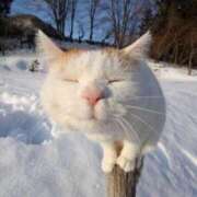 ヒメ日記 2026/01/11 00:29 投稿 ネル 五反田ハートショコラ（シンデレラグループ）