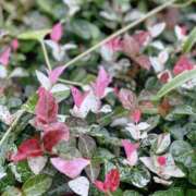 ヒメ日記 2025/06/12 17:06 投稿 有村（Arimura） 東京エステティシャン