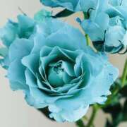 ヒメ日記 2025/12/19 18:59 投稿 れいら ELLE