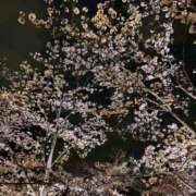 りつか 出勤します！ 吉原ファーストレディ