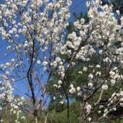 ヒメ日記 2025/05/03 14:21 投稿 なのか 熟女の風俗アウトレット 岐阜岐南店