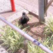 ヒメ日記 2025/06/25 15:21 投稿 なのか 熟女の風俗アウトレット 岐阜岐南店