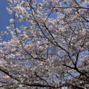 ヒメ日記 2025/04/09 16:08 投稿 おと かぐや姫