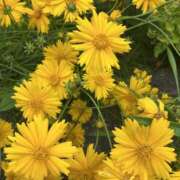 ヒメ日記 2025/05/29 15:46 投稿 おと かぐや姫