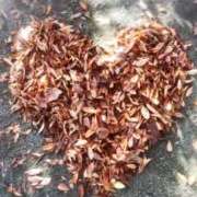 ヒメ日記 2025/11/03 20:42 投稿 おと かぐや姫